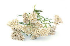 Extract of yarrow (Composition of the Detoxic)