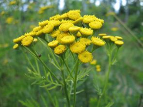 Tansy to eliminate parasites from the body. 