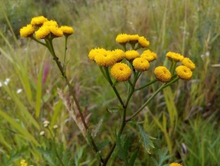 The impact of tansy ragwort when worm invasion of the